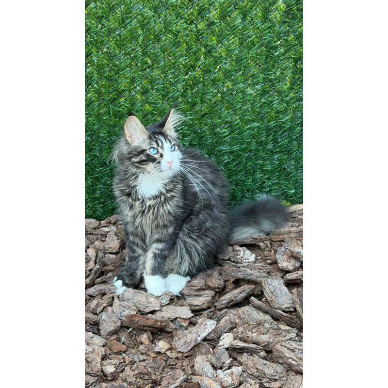 Maine Coon Dior
