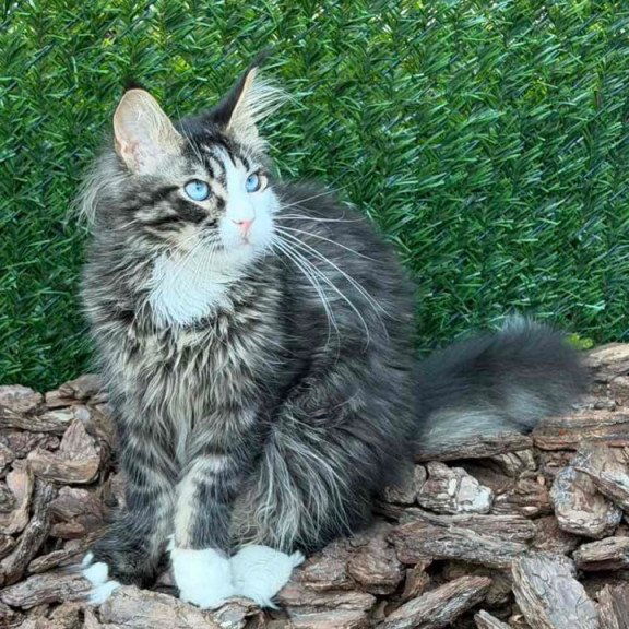 Maine Coon Dior