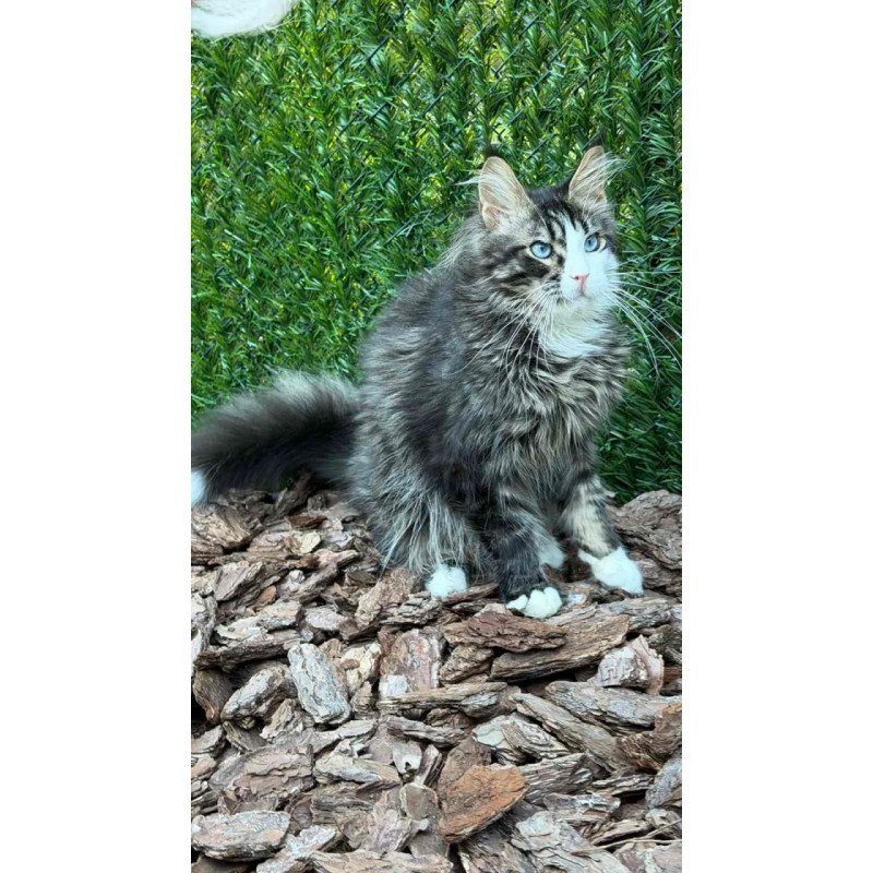 Maine Coon Dior