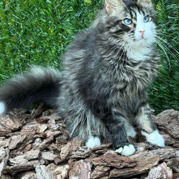 Maine Coon Dior