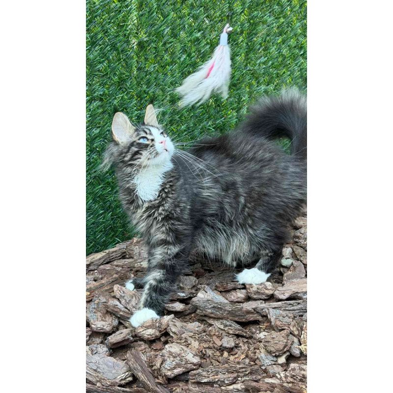 Maine Coon Dior