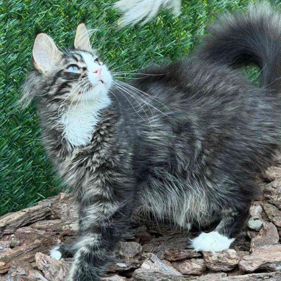 Maine Coon Dior