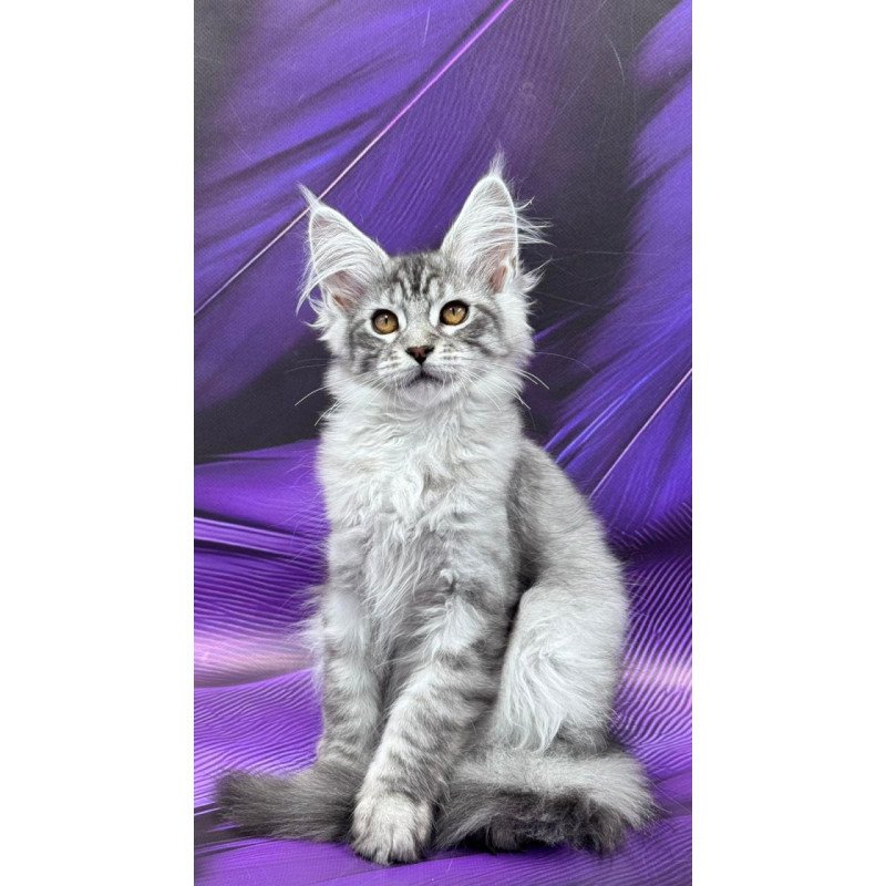 Maine Coon Moncler