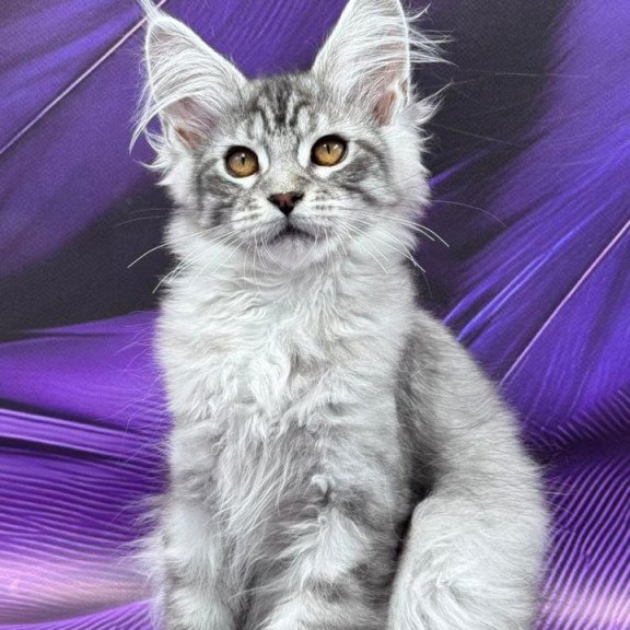 Maine Coon Moncler