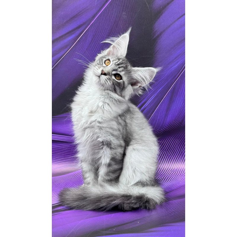 Maine Coon Moncler