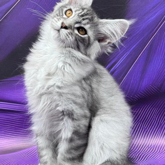 Maine Coon Moncler