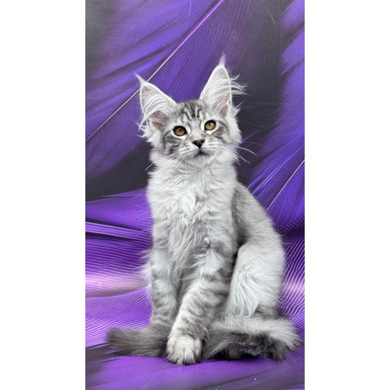 Maine Coon Moncler