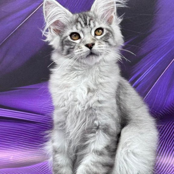 Maine Coon Moncler