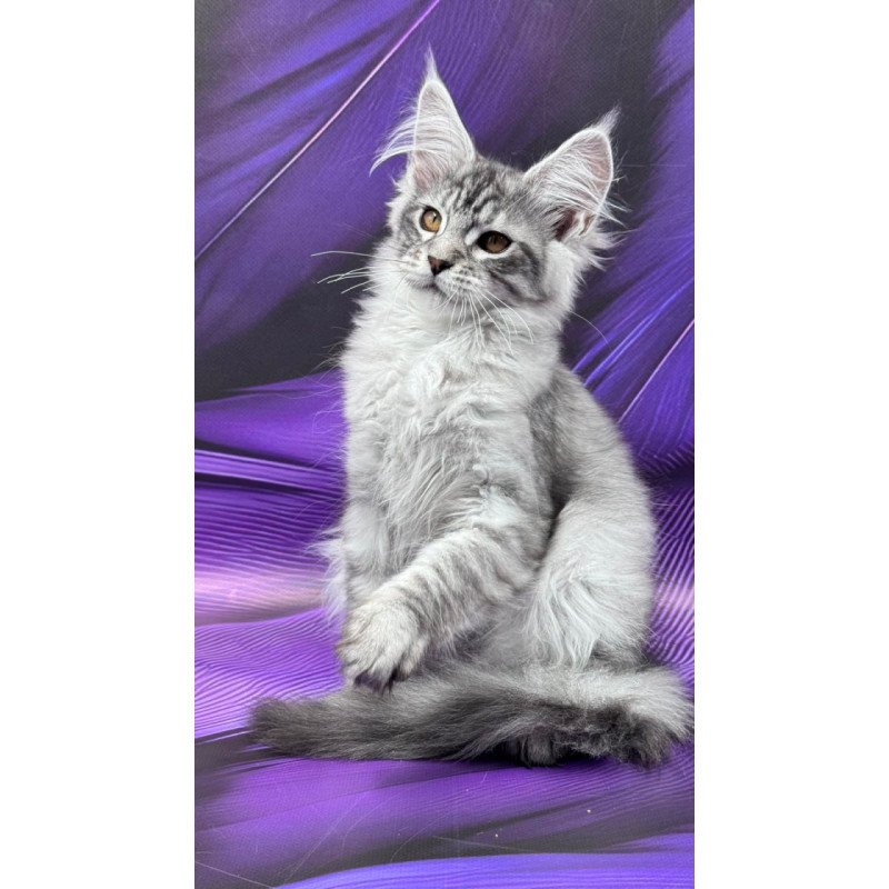 Maine Coon Moncler
