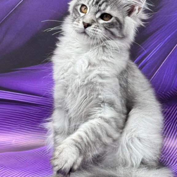 Maine Coon Moncler