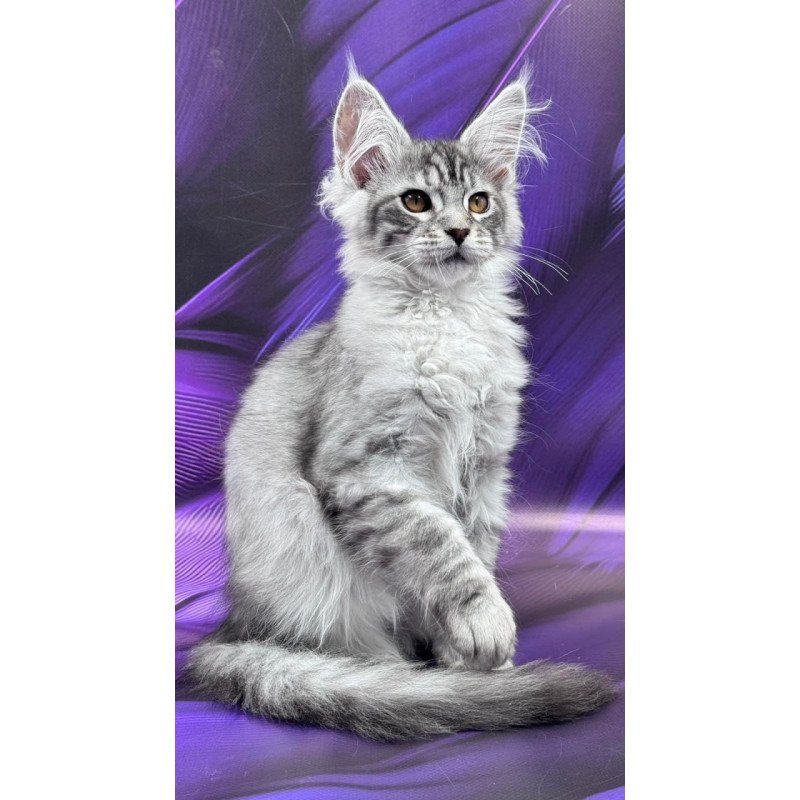 Maine Coon Moncler