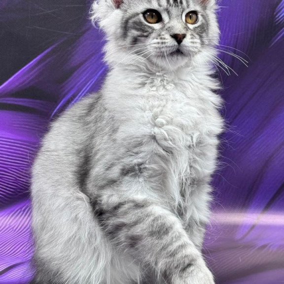 Maine Coon Moncler