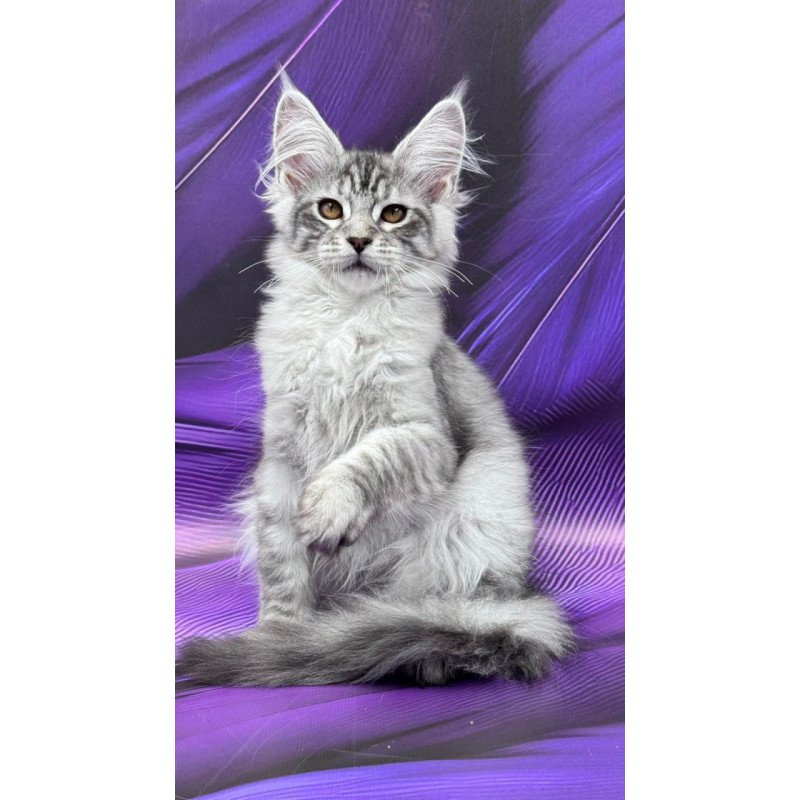 Maine Coon Moncler