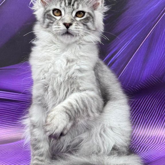 Maine Coon Moncler