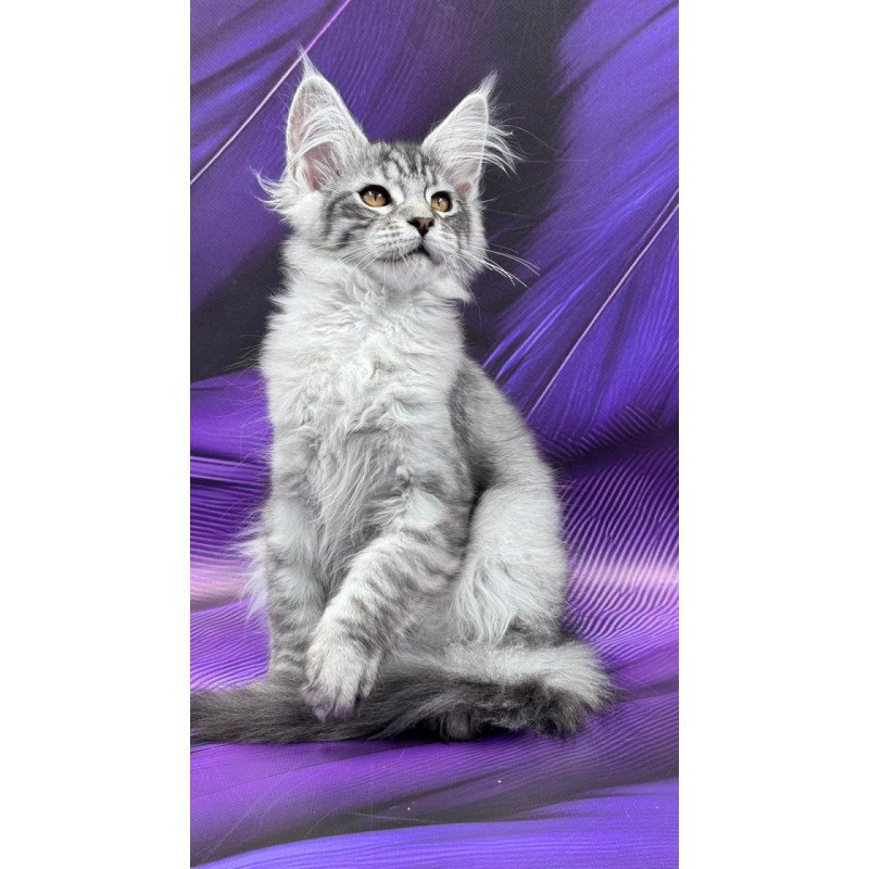 Maine Coon Moncler