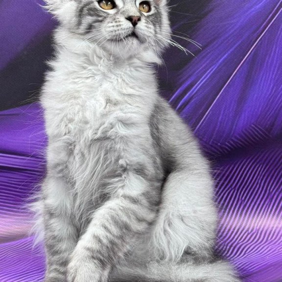 Maine Coon Moncler