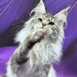 Maine Coon Milana