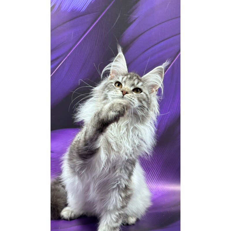 Maine Coon Milana