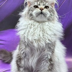 Maine Coon Milana