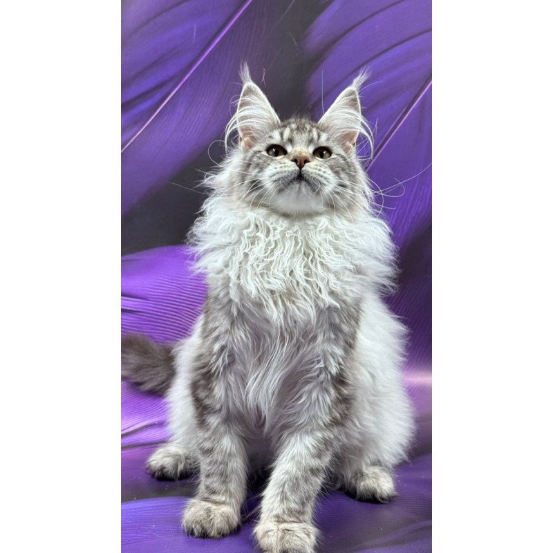 Maine Coon Milana