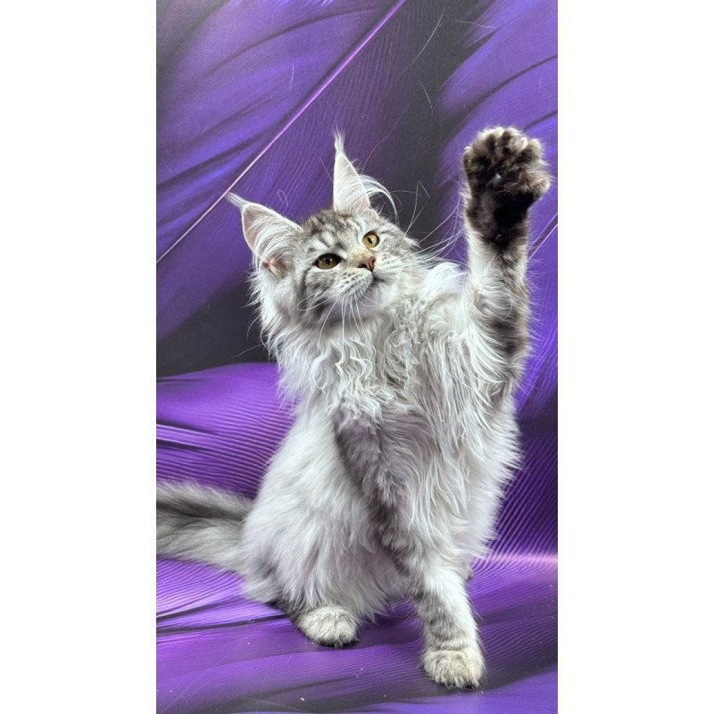 Maine Coon Milana