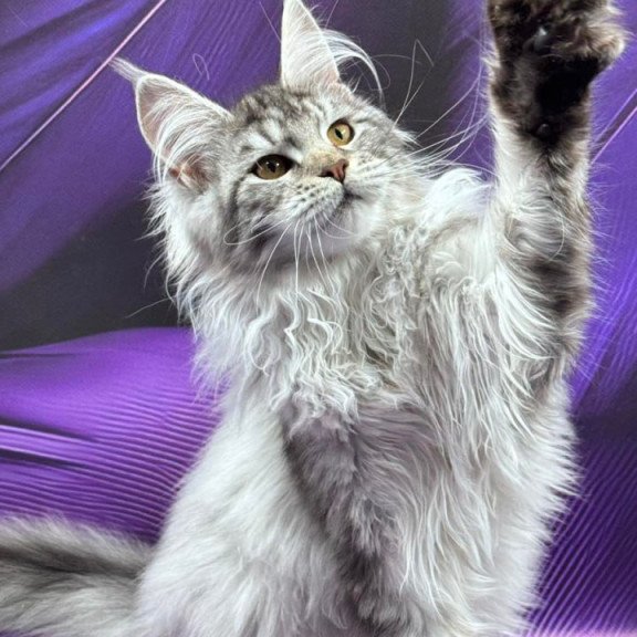 Maine Coon Milana