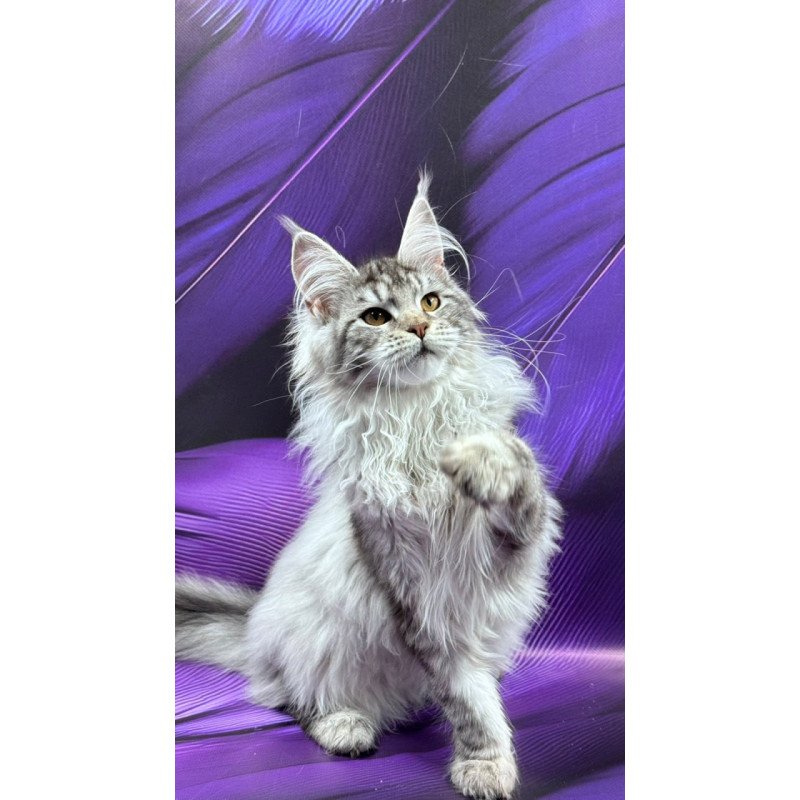 Maine Coon Milana