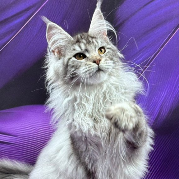 Maine Coon Milana