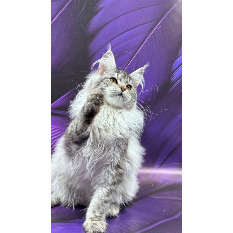 Maine Coon Milana