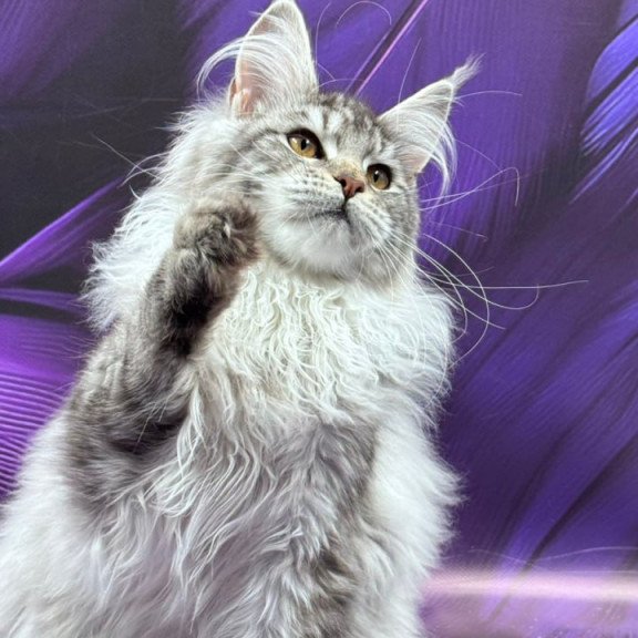 Maine Coon Milana