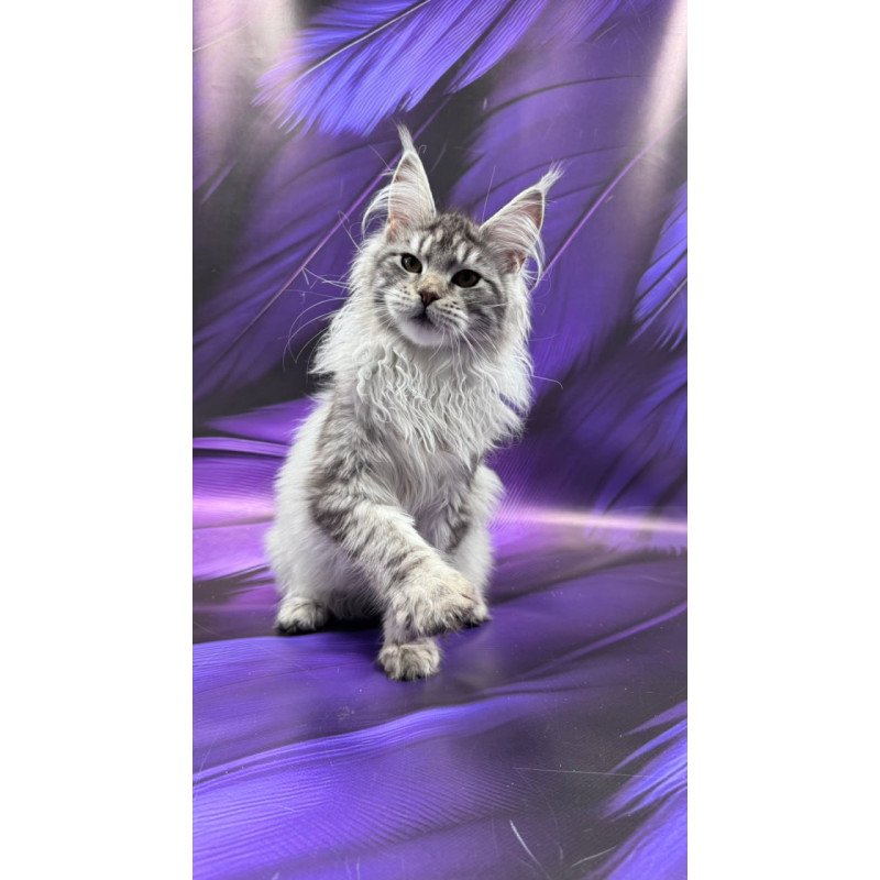 Maine Coon Milana
