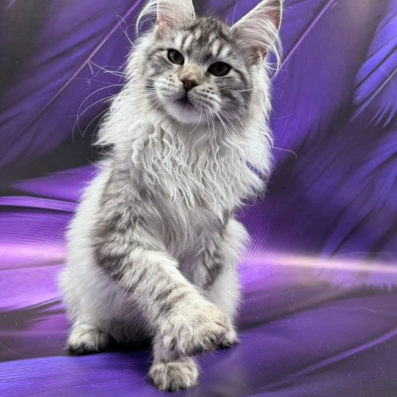 Maine Coon Milana