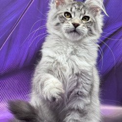 Maine Coon Marcel