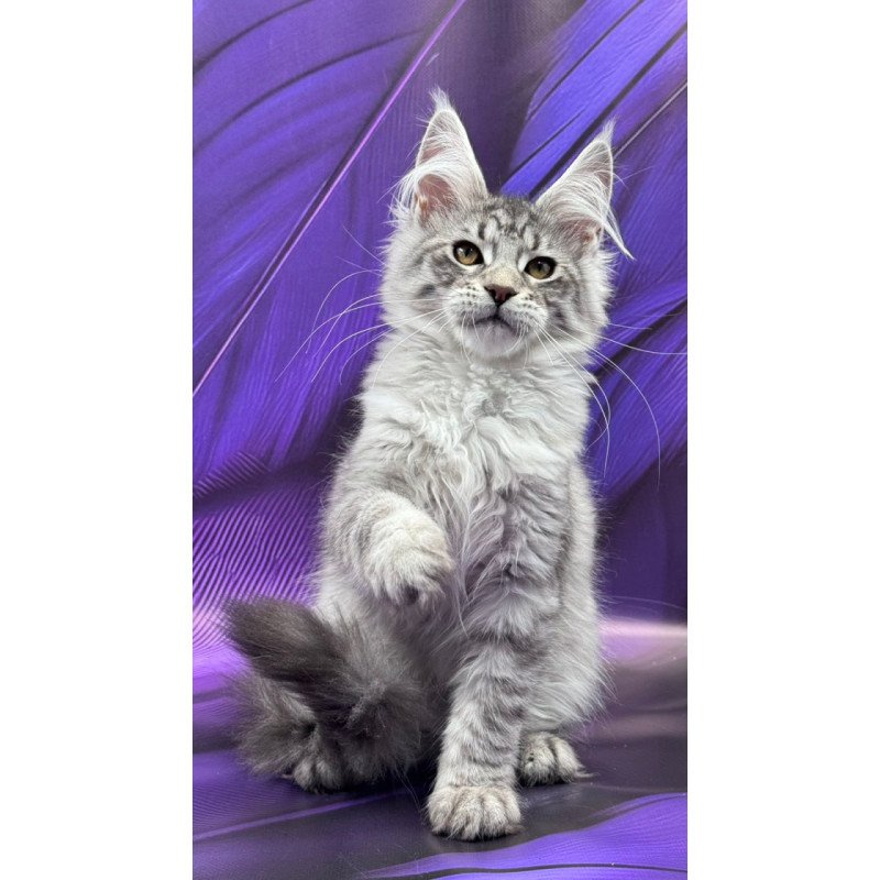 Maine Coon Marcel