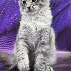 Maine Coon Marcel