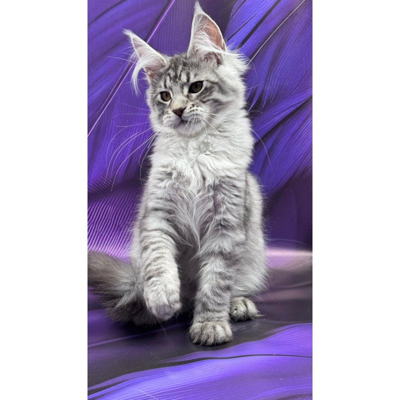 Maine Coon Marcel