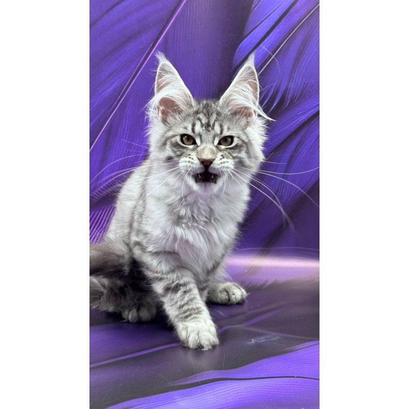 Maine Coon Marcel
