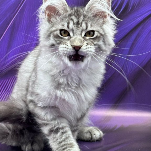 Maine Coon Marcel