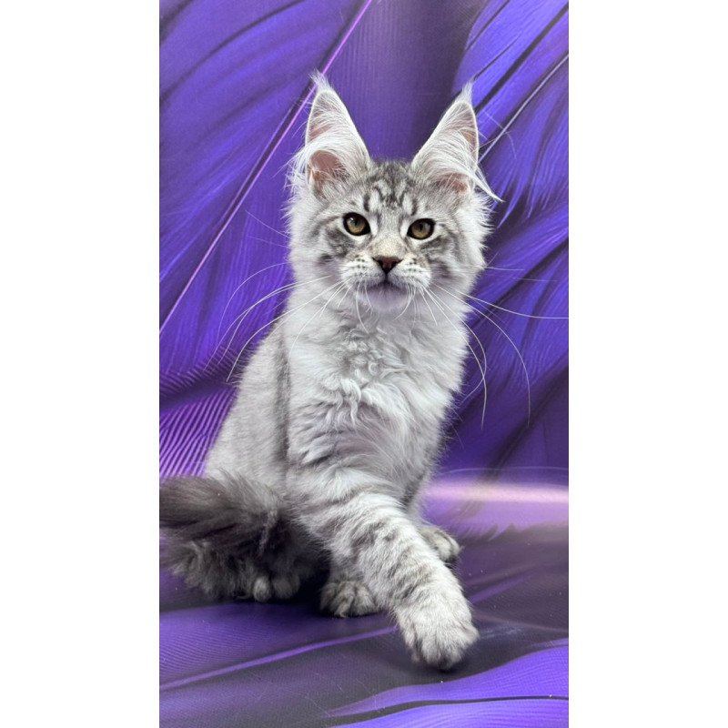 Maine Coon Marcel
