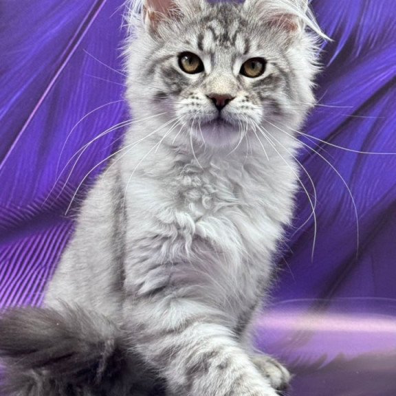 Maine Coon Marcel