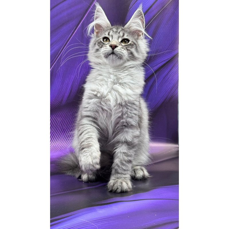 Maine Coon Marcel