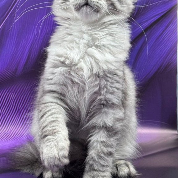 Maine Coon Marcel