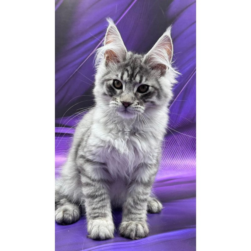 Maine Coon Marcel