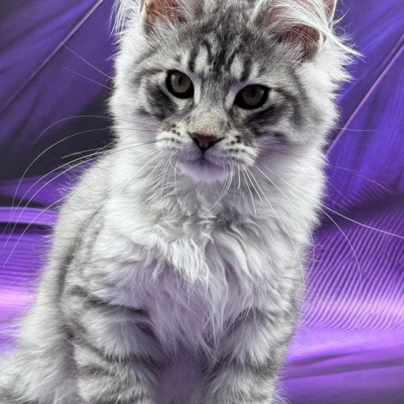Maine Coon Marcel