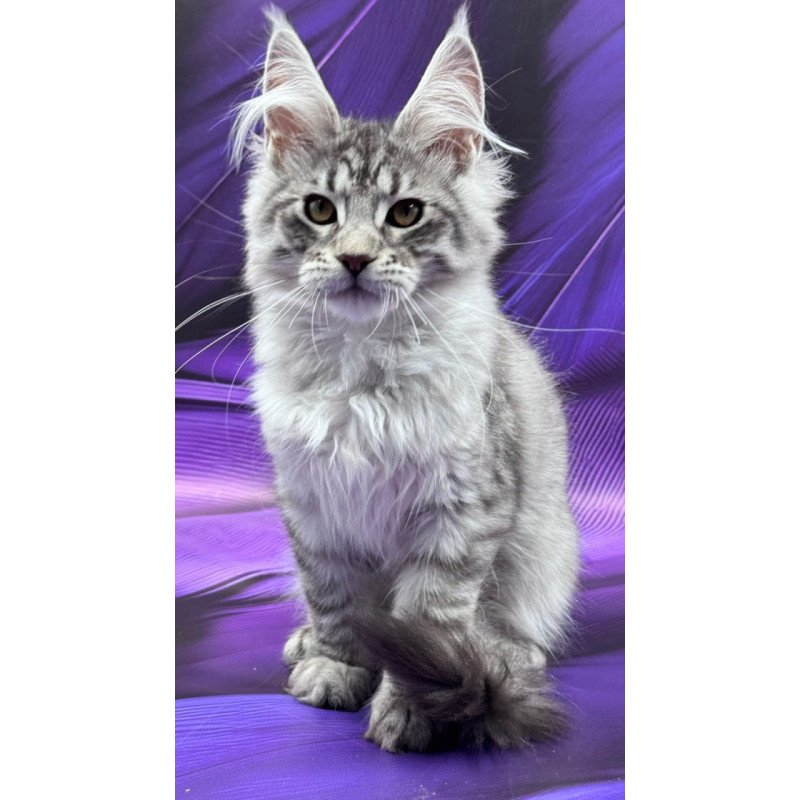 Maine Coon Marcel