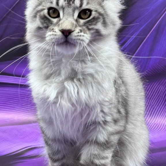 Maine Coon Marcel
