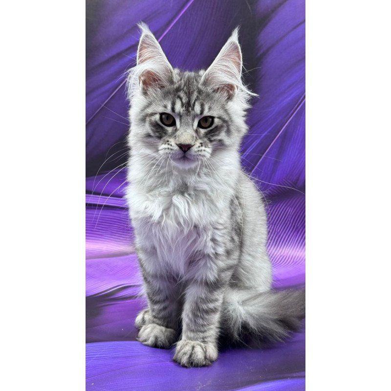 Maine Coon Marcel