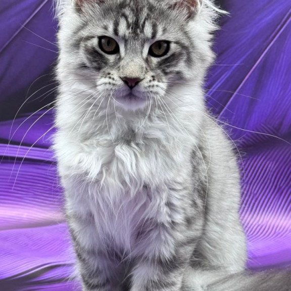 Maine Coon Marcel