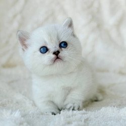 Munchkin Zizi