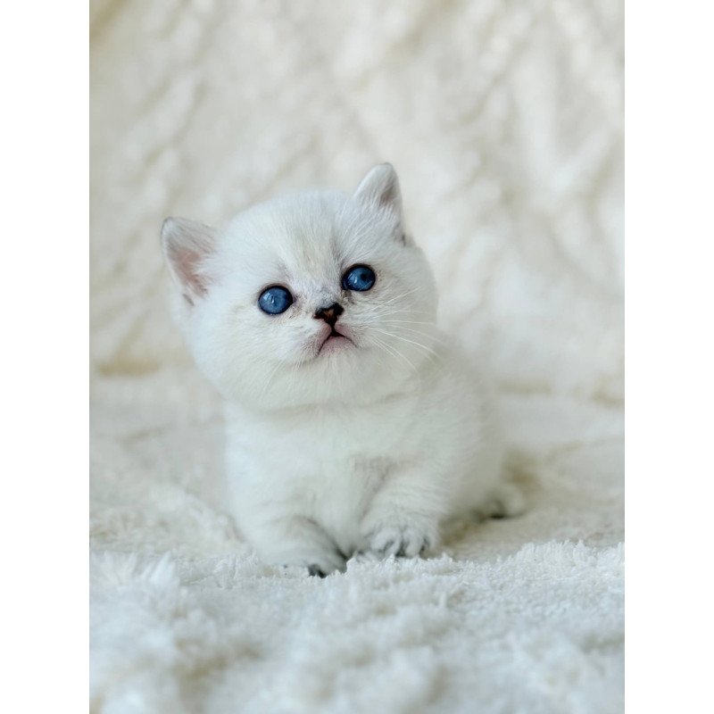 Munchkin Zizi